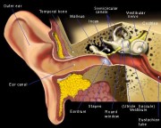 Ear diagram